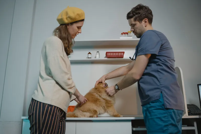 After the Handoff: What a Breeder's Long-Term Commitment Really Looks Like