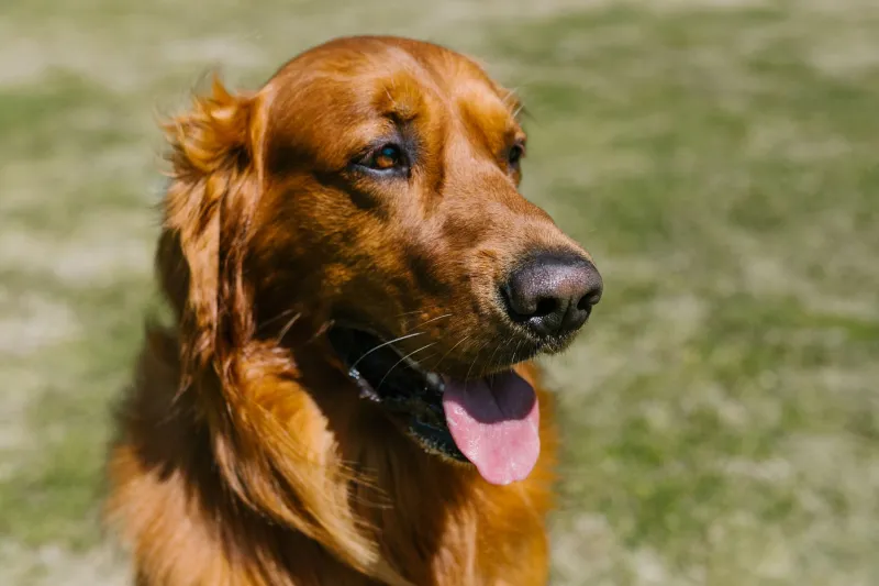 Sun, Sand, and Selective Breeding: How Arizona's Climate Shapes Healthier Dogs