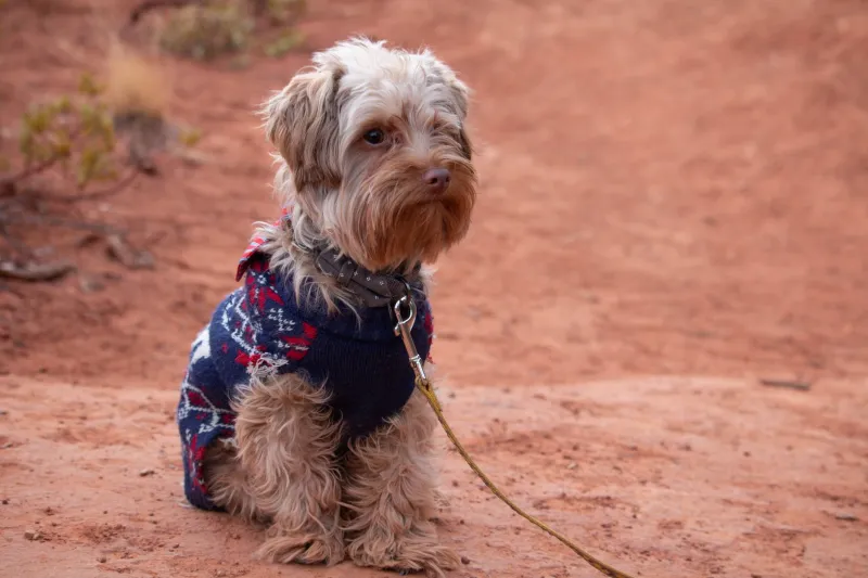 Forged in the Desert: How Arizona's Toughest Conditions Produce Applewood's Most Adaptable Family Dogs