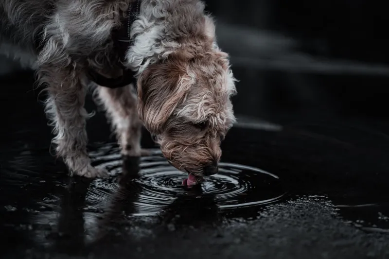 Surviving the Scorcher: A Breed-by-Breed Guide to Keeping Your Dog Safe in Arizona Summers