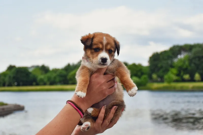 If the Match Falls Apart: What a Breeder's Take-Back Policy Really Means for You and Your Dog
