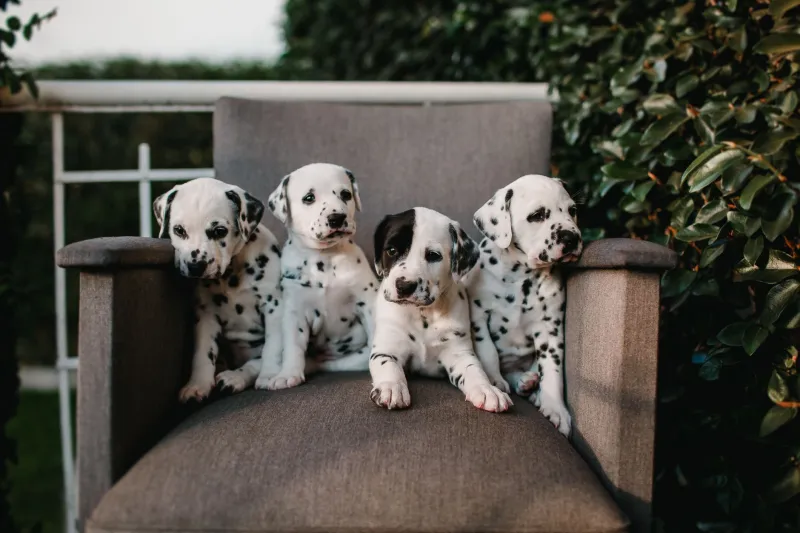 Not Every Star Puppy Becomes a Breeding Dog: The Hard Choices Behind Every Litter