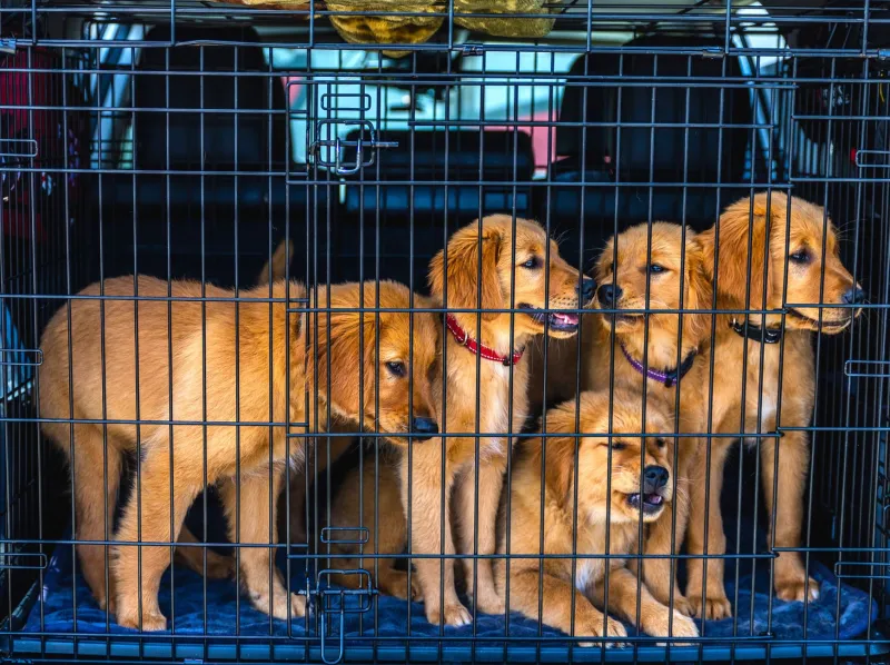 Personality Over Paperwork: Why Temperament Testing Is the Real Heart of Smart Puppy Placement