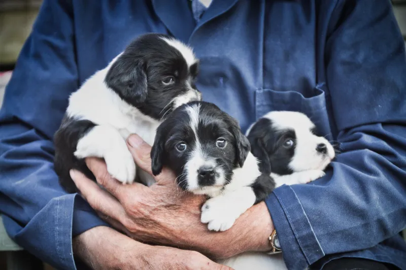 10 Things That Separate a Responsible Breeder from a Puppy Mill (And Why It Matters More Than You Think)