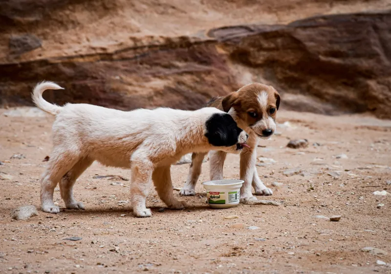 Same Litter, Different Dogs: What Your Puppy's Pedigree Can't Actually Promise You