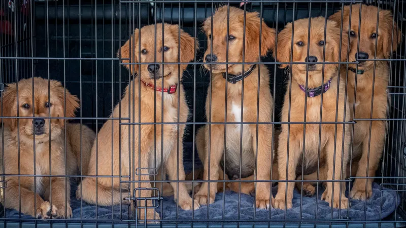 Good on Paper, Wrong for the Puppy: Why Responsible Breeders Sometimes Say No to Dream Buyers