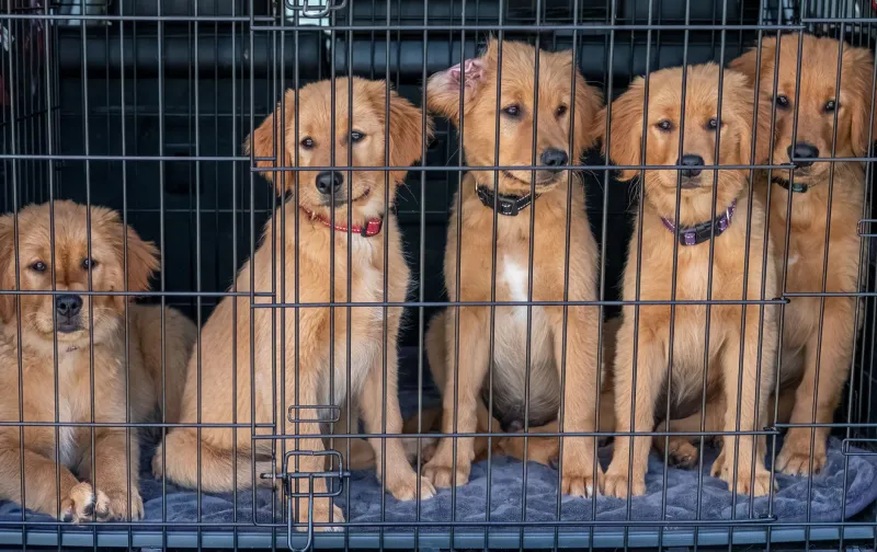 Worth the Wait: What a Breeder's Waitlist Actually Tells You About the Dogs Behind It